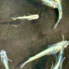 メダカ めだか🐟レックウザ 10匹の画像