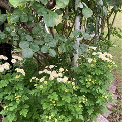 マトリカリア
の画像