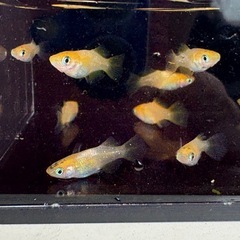 琥珀メダカショートボディ①の画像