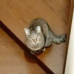 ハナちゃん（写真文章一部訂正）