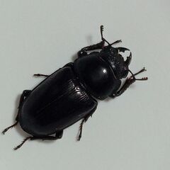 オオクワガタペア(♀B品)の画像