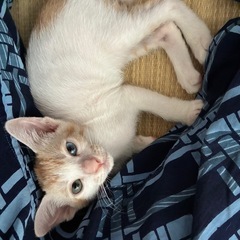 人懐こい保護猫　美人親子