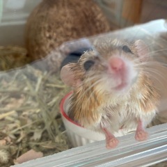 ハムスター用品お願いします！