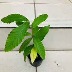 どんぐりの木　植木　庭木の画像