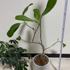 受付終了　観葉植物の画像