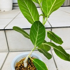 ゴムの木　観葉植物の画像