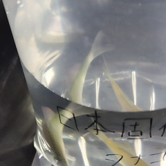 【メダカ】めだか色々！無人販売🐟️ミジンコ、ゾウリムシも！の画像