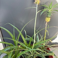 パイナップルの株分けした苗🍍②の画像