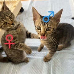 3か月の子猫🐱♂♀兄妹