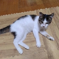 人馴れとてもしてるこ