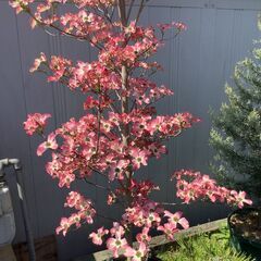 ハナミズキ 赤花の画像