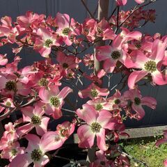 ハナミズキ 赤花の画像
