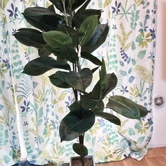 観葉植物  フェイクグリーンの画像