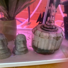 グッピーお話し中の画像