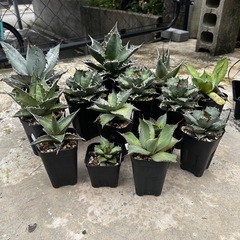アガベの画像