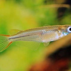 アクアリウム　メダカ　30匹　③ 元気ですよ。の画像