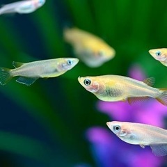 アクアリウム　メダカ　30匹　③ 元気ですよ。の画像
