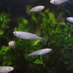 アクアリウム　メダカ　30匹　③ 元気ですよ。の画像