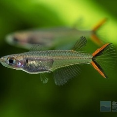 アクアリウム　メダカ　30匹　③ 元気ですよ。の画像