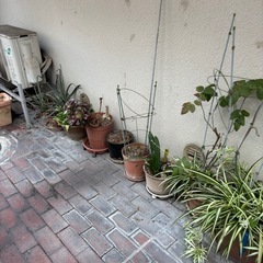 花植物の画像