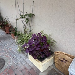 花植物の画像