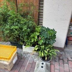 花植物の画像