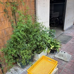 花植物の画像