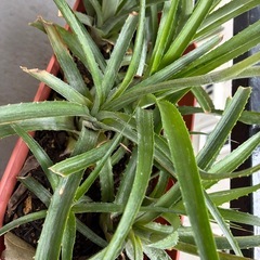 パイナップルの株分けした苗🍍②の画像