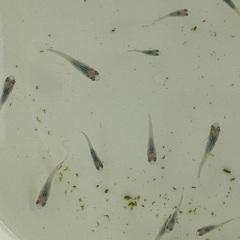 驚安❗️ メダカ　深海　若魚、幼魚画像全ての画像