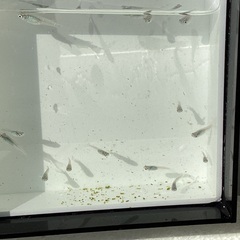 驚安❗️ メダカ　深海　若魚、幼魚画像全ての画像