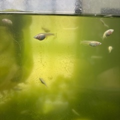 白メダカ　めだかめだかの画像