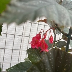 【おばあちゃん園芸】木立ベゴニア（ピンク）の画像