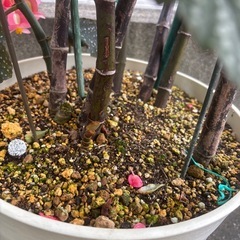 【おばあちゃん園芸】木立ベゴニア（ピンク）の画像