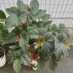 【おばあちゃん園芸】木立ベゴニア（ピンク）の画像