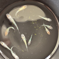 驚安❗️ メダカ　ユリシス　若魚、幼魚　画像全ての画像