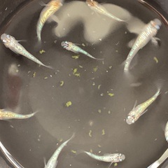 驚安❗️ メダカ　ユリシス　若魚、幼魚　画像全ての画像