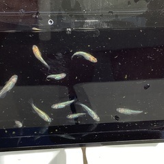 驚安❗️ メダカ　ユリシス　若魚、幼魚　画像全ての画像