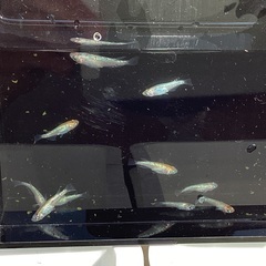 驚安❗️ メダカ　ユリシス　若魚、幼魚　画像全ての画像