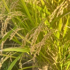 令和７年新米コシヒカリ玄米3０キロの画像