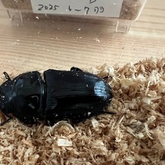 オオクワガタ♀単1/5　