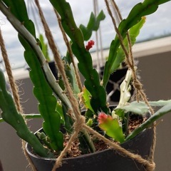 もりもり！フィッシュボーンカクタス　 観葉植物の画像