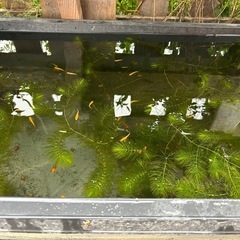 祝日歓迎【格安】サンシャインメダカ✨ ラメ入り・屋外育ちの画像