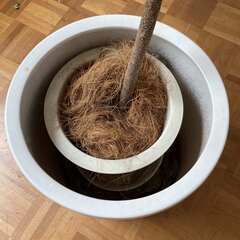植木鉢　白　植物つきの画像