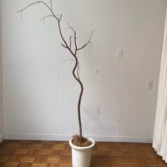 植木鉢　白　植物つきの画像