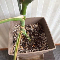 95センチ　鉢ごと　値引き可能　モンテラス　の画像