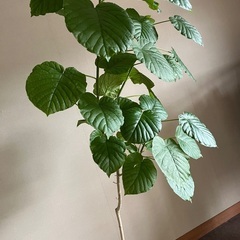 フィカス ウンベラータ 大の画像