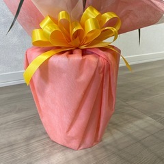 観葉植物　ドラセナ・コンシンネの画像