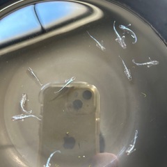 ミッドナイトフリル　　めだか10匹
の画像