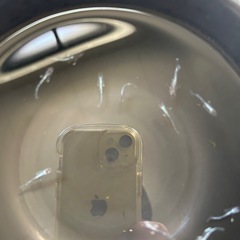 ミッドナイトフリル　　めだか10匹
の画像