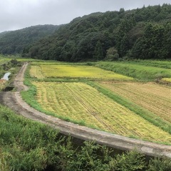 (取引中)R7年度新米　玄米10kgの画像